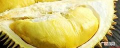 金枕头的果实体形大,果壳呈黄色,外壳的刺比较尖 榴莲的品种有几种