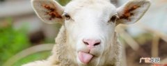 羊毛的主要来源有哪些? 羊头怎样处理才干净