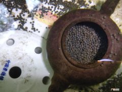 鹦鹉鱼产卵后怎么处理 迷你鹦鹉鱼繁殖前兆是怎样的